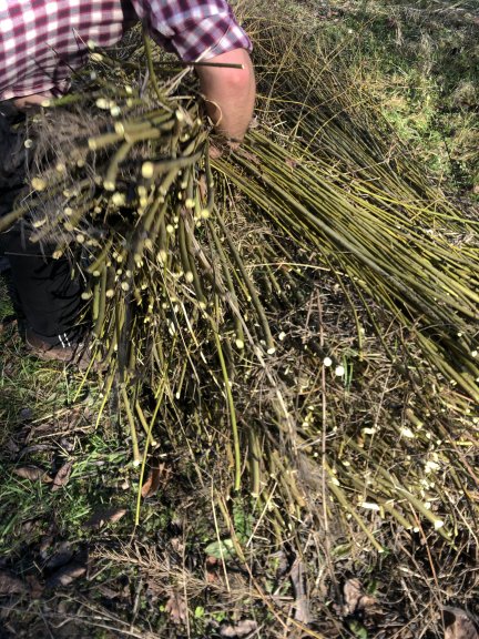 Brassée © Clara Denidet