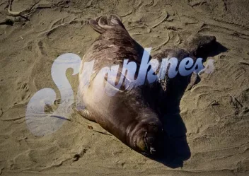 a photo of a seal on the sand with the word ‘Starkness’ superimposed on it 