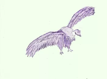 a pen-and-ink drawing of a bird